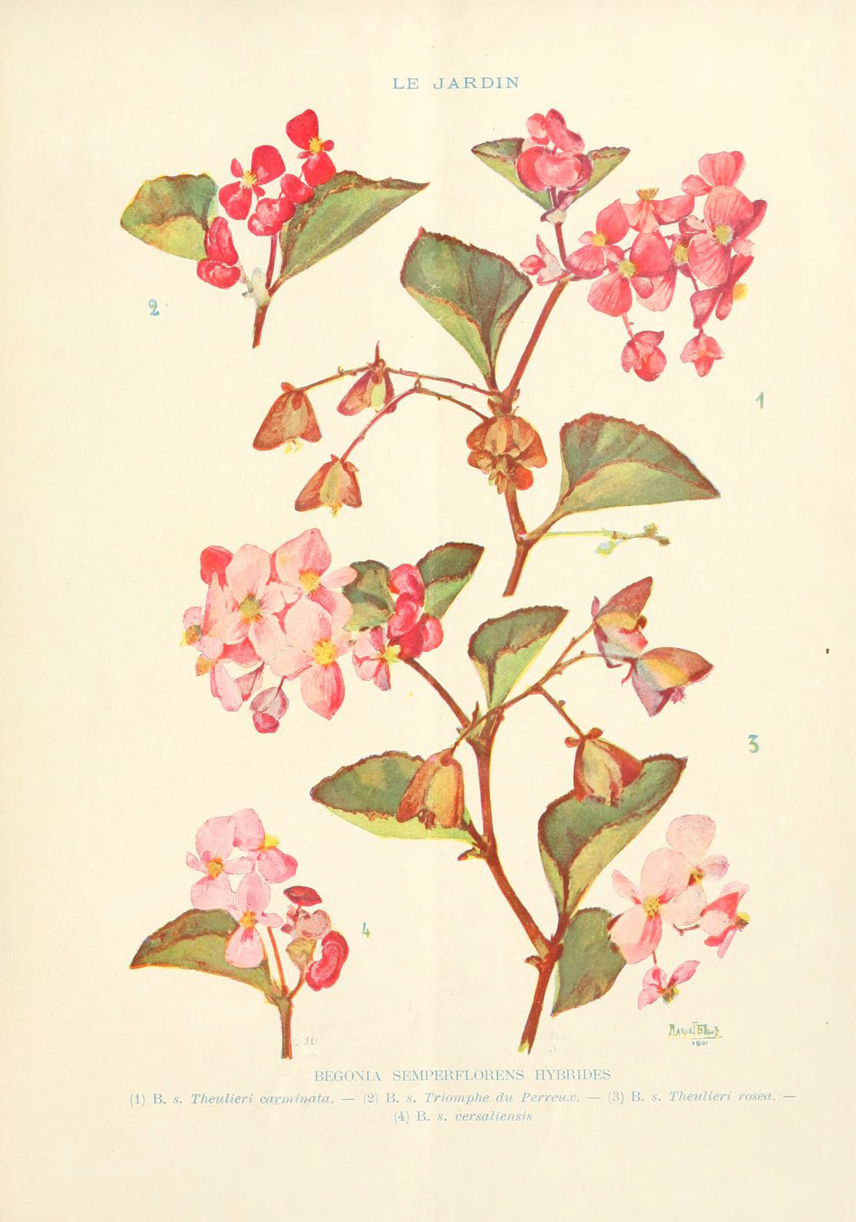 B. ‘Theulieri Carminata ’